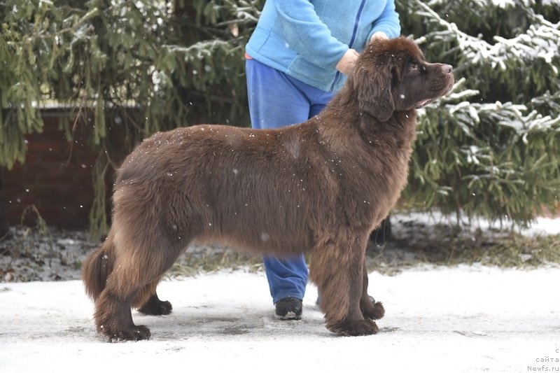 Фото: ньюфаундленд Плюшевая Панда Пандора (Plushevaya Panda Pandora)