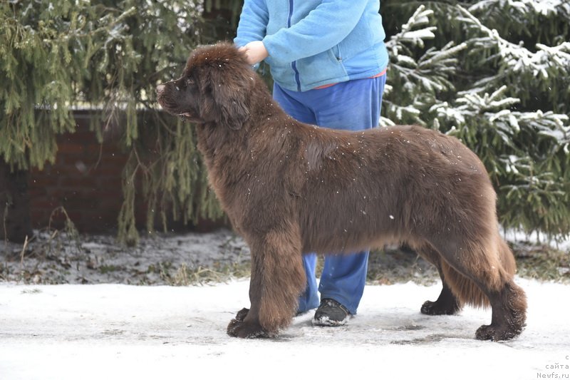 Фото: ньюфаундленд Плюшевая Панда Пандора (Plushevaya Panda Pandora)