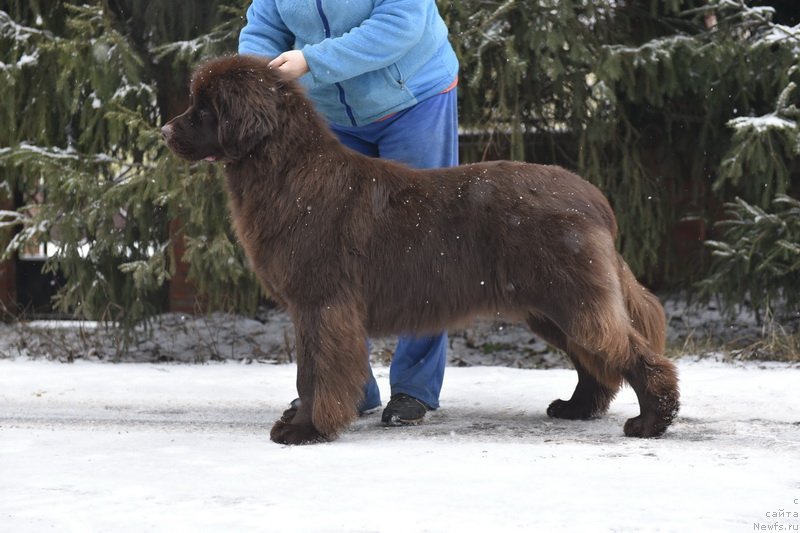 Фото: ньюфаундленд Плюшевая Панда Пандора (Plushevaya Panda Pandora)