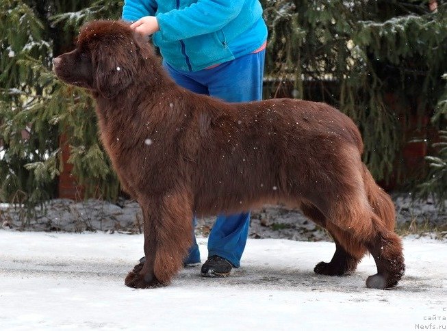 Фото: ньюфаундленд Плюшевая Панда Пандора (Plushevaya Panda Pandora)