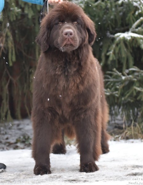 Фото: ньюфаундленд Плюшевая Панда Пандора (Plushevaya Panda Pandora)