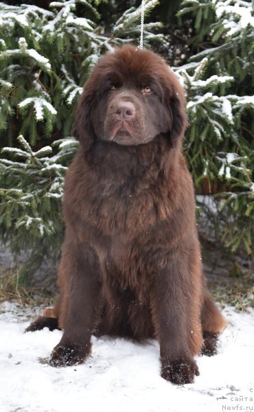 Фото: ньюфаундленд Плюшевая Панда Пандора (Plushevaya Panda Pandora)