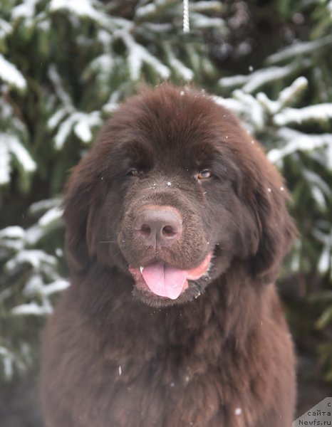 Фото: ньюфаундленд Плюшевая Панда Пандора (Plushevaya Panda Pandora)