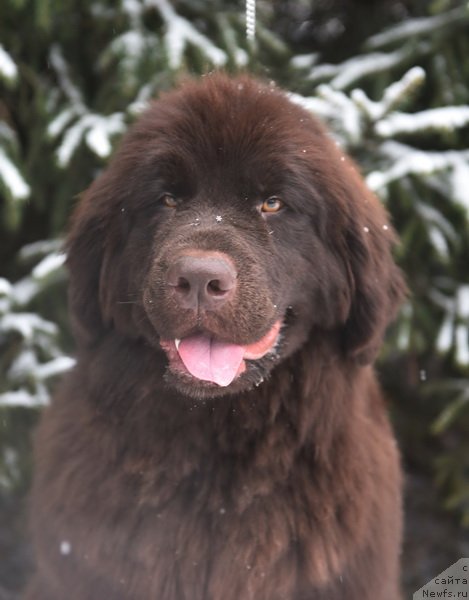 Фото: ньюфаундленд Плюшевая Панда Пандора (Plushevaya Panda Pandora)