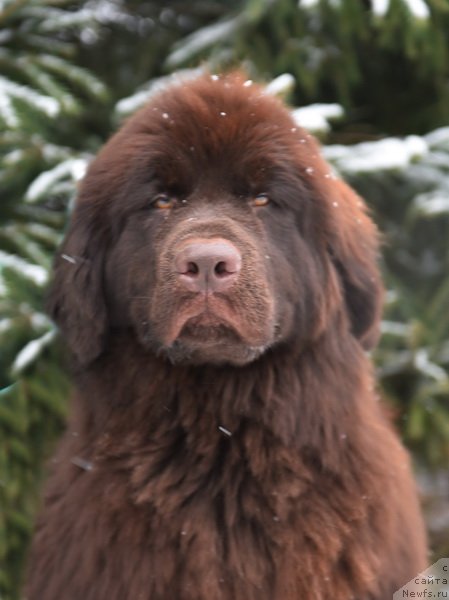 Фото: ньюфаундленд Плюшевая Панда Пандора (Plushevaya Panda Pandora)