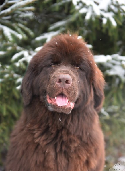 Фото: ньюфаундленд Плюшевая Панда Пандора (Plushevaya Panda Pandora)