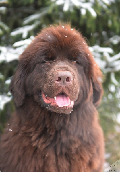 Фото: ньюфаундленд Плюшевая Панда Пандора (Plushevaya Panda Pandora)