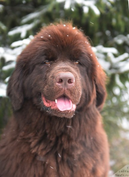 Фото: ньюфаундленд Плюшевая Панда Пандора (Plushevaya Panda Pandora)