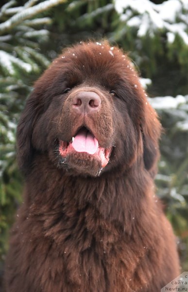 Фото: ньюфаундленд Плюшевая Панда Пандора (Plushevaya Panda Pandora)