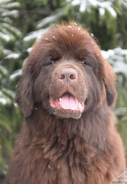 Фото: ньюфаундленд Плюшевая Панда Пандора (Plushevaya Panda Pandora)