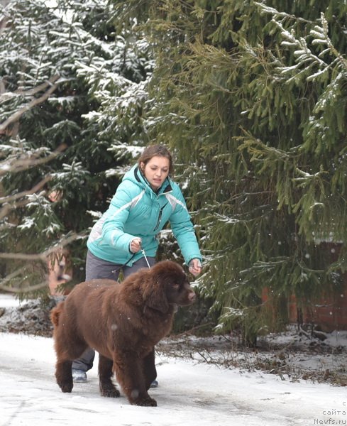 Фото: ньюфаундленд Плюшевая Панда Пандора (Plushevaya Panda Pandora)