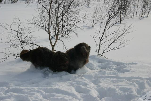 Фото: ньюфаундленд Золушка Хрустальная Туфелька, ньюфаундленд Зорран Снежный Подарок