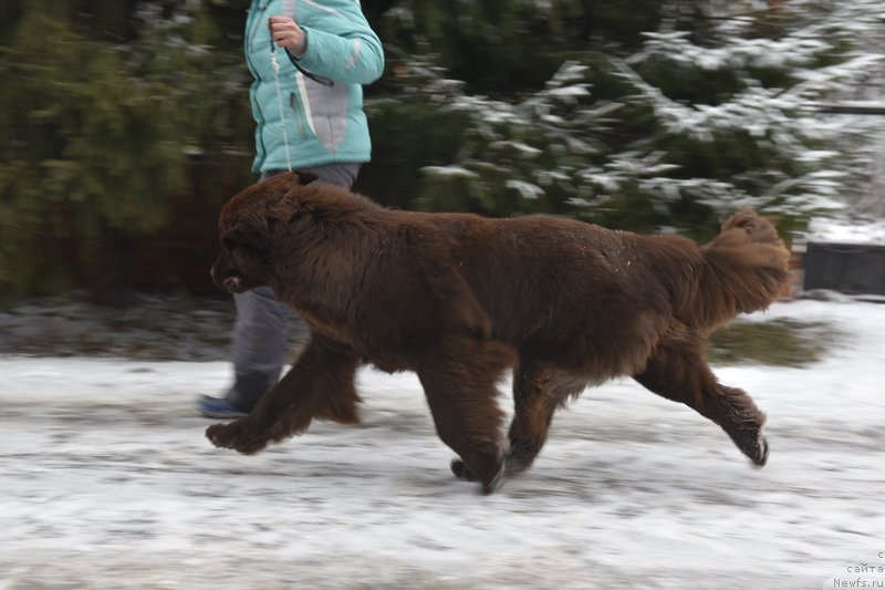 Фото: ньюфаундленд Плюшевая Панда Пандора (Plushevaya Panda Pandora)