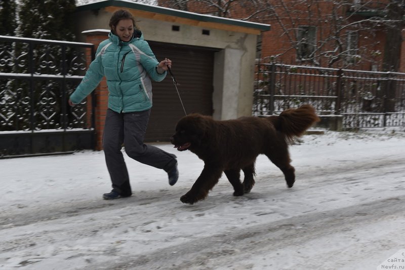 Фото: ньюфаундленд Плюшевая Панда Пандора (Plushevaya Panda Pandora)