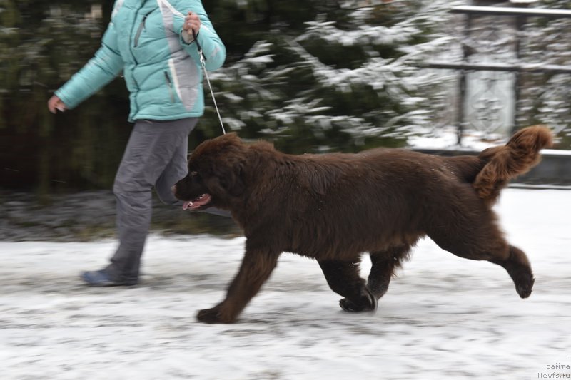 Фото: ньюфаундленд Плюшевая Панда Пандора (Plushevaya Panda Pandora)