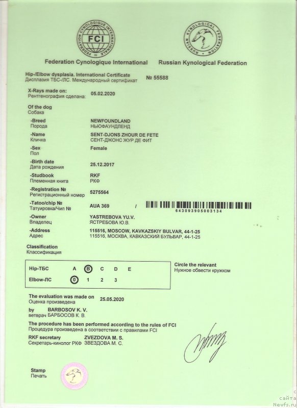 Фото: ньюфаундленд Сент Джонс Жур Де Фит (Sent Djons Zhour de Fete)