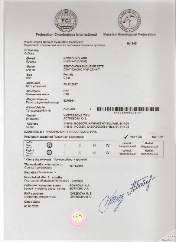 Фото: ньюфаундленд Сент Джонс Жур Де Фит (Sent Djons Zhour de Fete)