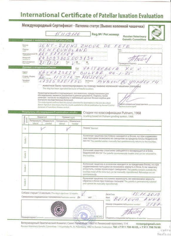 Фото: ньюфаундленд Сент Джонс Жур Де Фит (Sent Djons Zhour de Fete)