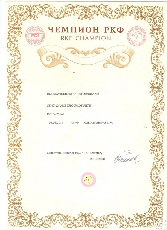 Фото: ньюфаундленд Сент Джонс Жур Де Фит (Sent Djons Zhour de Fete)