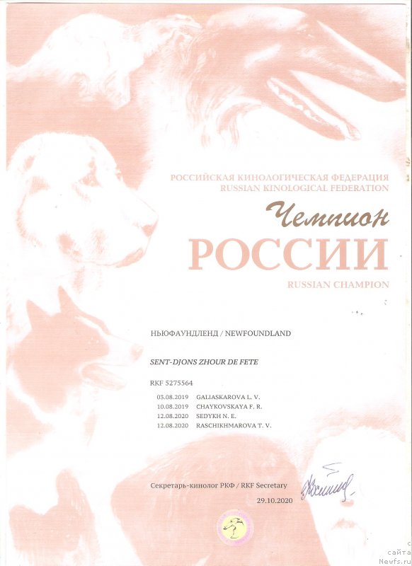 Фото: ньюфаундленд Сент Джонс Жур Де Фит (Sent Djons Zhour de Fete)