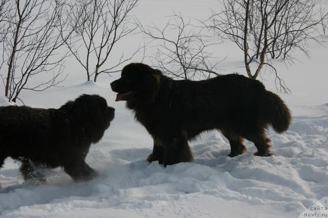 Фото: ньюфаундленд Золушка Хрустальная Туфелька, ньюфаундленд Зорран Снежный Подарок