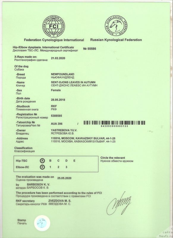 Фото: ньюфаундленд Сент Джонс Леавэс ин Аутумн (Sent Djons Leaves in Autumn)