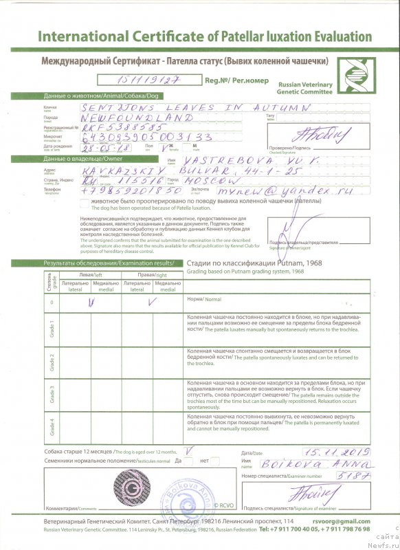 Фото: ньюфаундленд Сент Джонс Леавэс ин Аутумн (Sent Djons Leaves in Autumn)