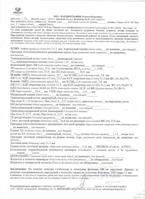 Фото: ньюфаундленд Сент Джонс Леавэс ин Аутумн (Sent Djons Leaves in Autumn)