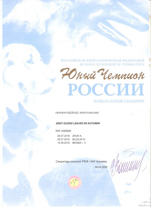 Фото: ньюфаундленд Сент Джонс Леавэс ин Аутумн (Sent Djons Leaves in Autumn)