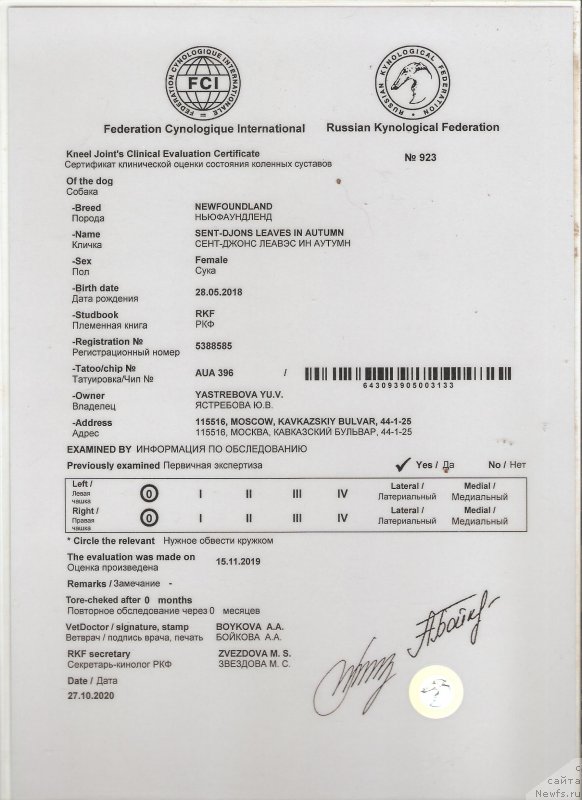 Фото: ньюфаундленд Сент Джонс Леавэс ин Аутумн (Sent Djons Leaves in Autumn)