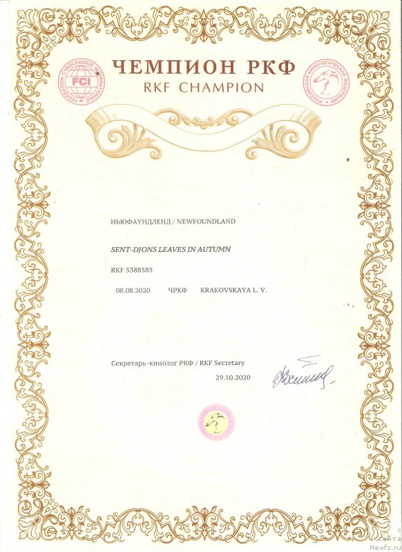 Фото: ньюфаундленд Сент Джонс Леавэс ин Аутумн (Sent Djons Leaves in Autumn)