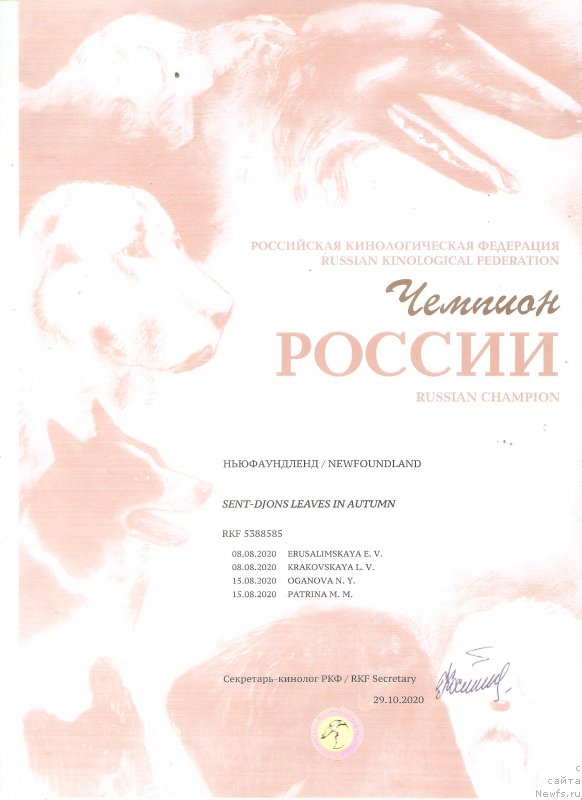 Фото: ньюфаундленд Сент Джонс Леавэс ин Аутумн (Sent Djons Leaves in Autumn)