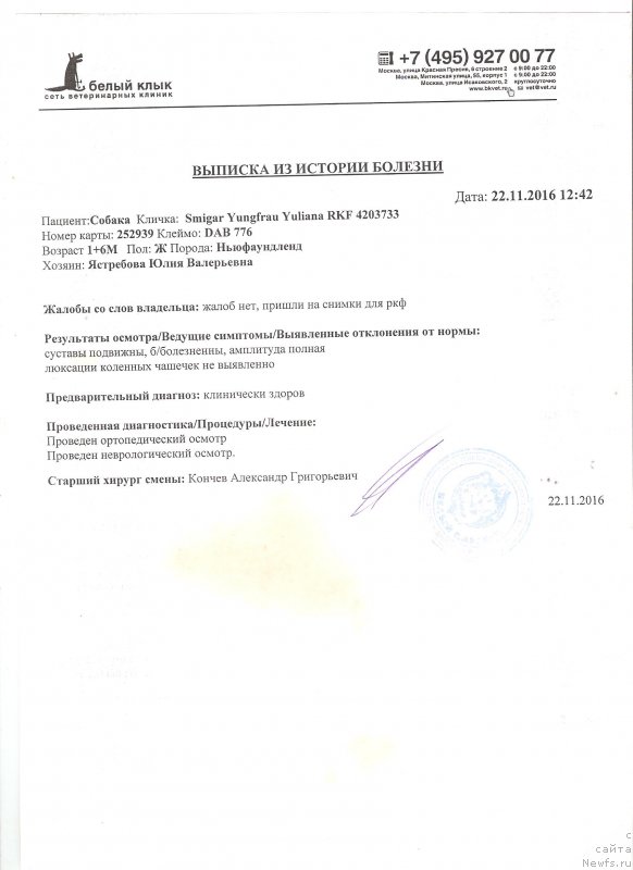 Фото: ньюфаундленд Смигар Юнгфрау Юлиана (Smigar Yungfrau Yuliana)