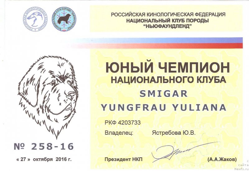 Фото: ньюфаундленд Смигар Юнгфрау Юлиана (Smigar Yungfrau Yuliana)