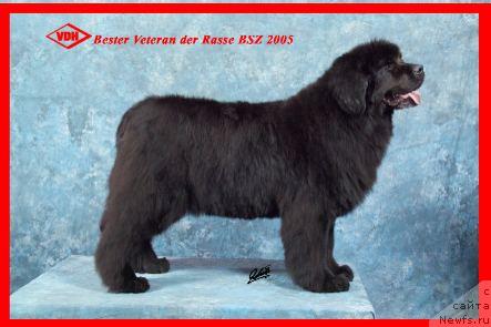 Фото: ньюфаундленд Chipsy Queen von Aiching