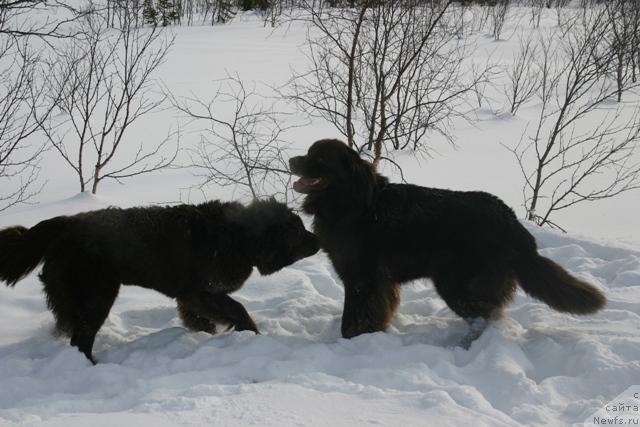 Фото: ньюфаундленд Золушка Хрустальная Туфелька, ньюфаундленд Зорран Снежный Подарок