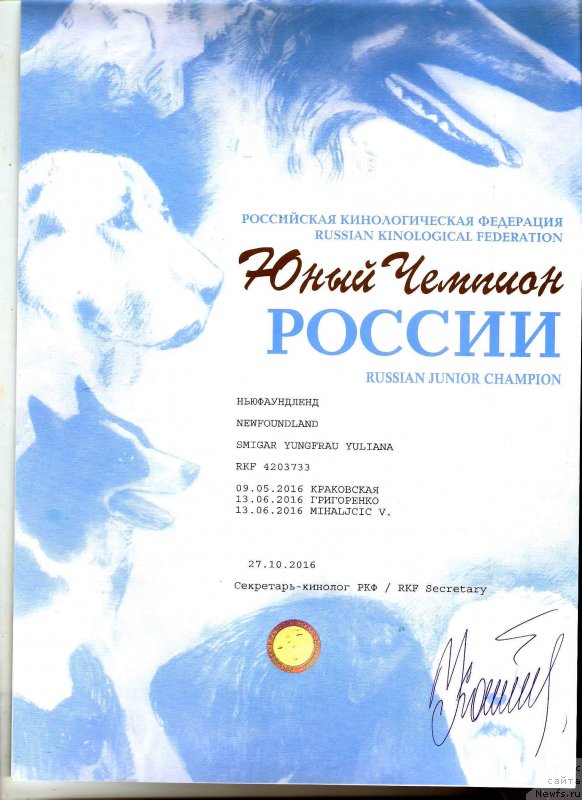 Фото: ньюфаундленд Смигар Юнгфрау Юлиана (Smigar Yungfrau Yuliana)