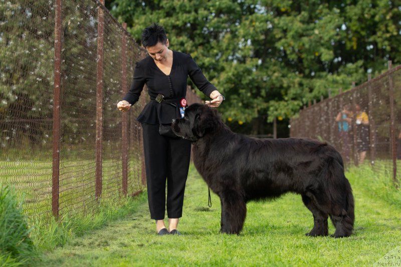 Фото: ньюфаундленд Аллегро Виннер Фарадей (Allegro Winner Faraday)