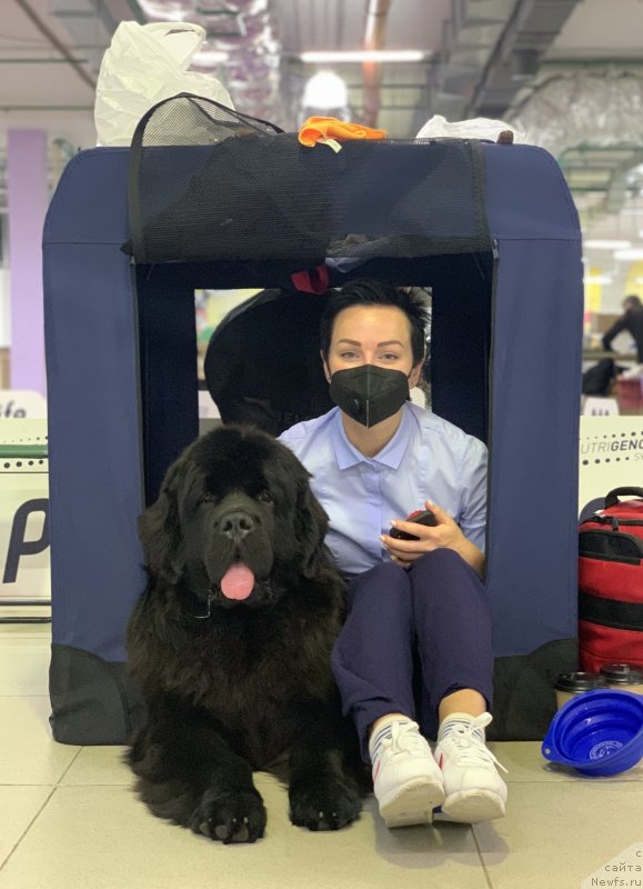 Фото: ньюфаундленд Аллегро Виннер Фарадей (Allegro Winner Faraday), Александра Васина