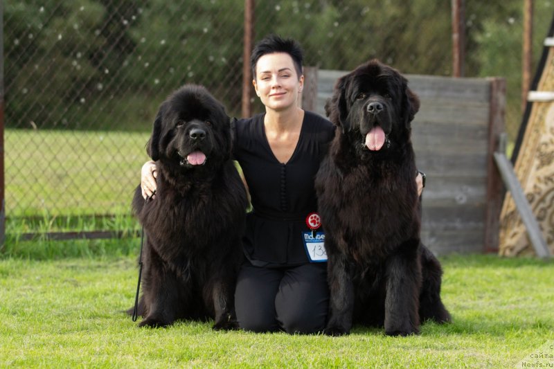 Фото: ньюфаундленд Аллегро Виннер Фарадей (Allegro Winner Faraday), ньюфаундленд Браунблад MCК Лави Нэман (Brownblood MSK Lavy Neman), Александра Васина