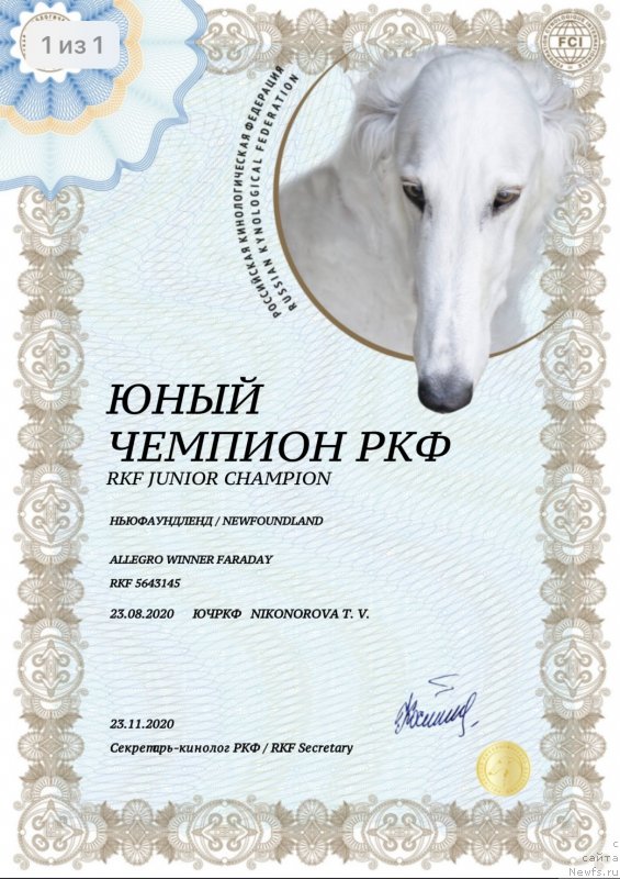 Фото: ньюфаундленд Аллегро Виннер Фарадей (Allegro Winner Faraday)