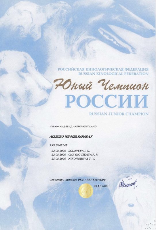 Фото: ньюфаундленд Аллегро Виннер Фарадей (Allegro Winner Faraday)