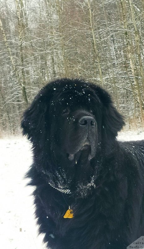 Фото: ньюфаундленд Черный Чанк с Берега Дона (Chernyj Chank s Berega Dona)