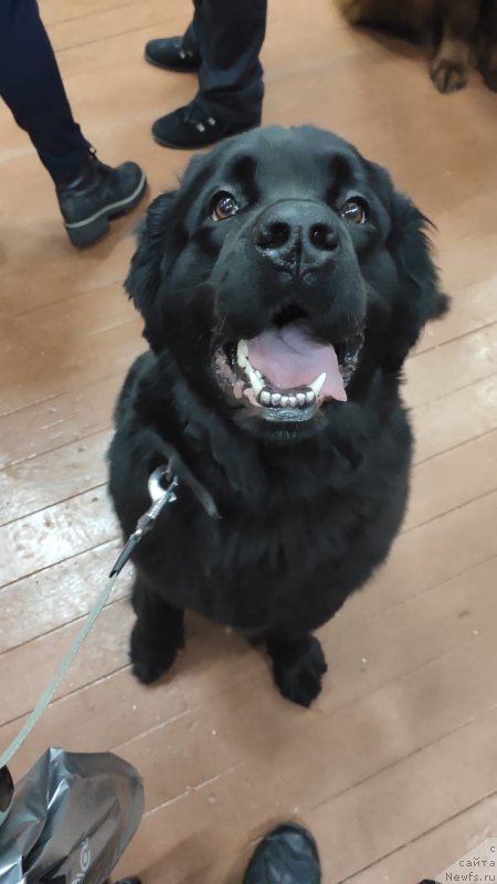 Фото: ньюфаундленд Янита Бесконечная Любовь