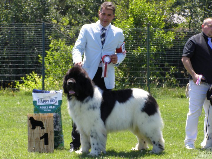 Фото: ньюфаундленд Cesar de l'Arche des Pierres Dorees