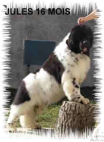 Фото: ньюфаундленд Cesar de l'Arche des Pierres Dorees