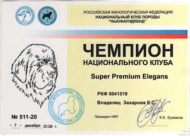Фото: ньюфаундленд Супер Премиум Элеганс (Super Premium Elegans)