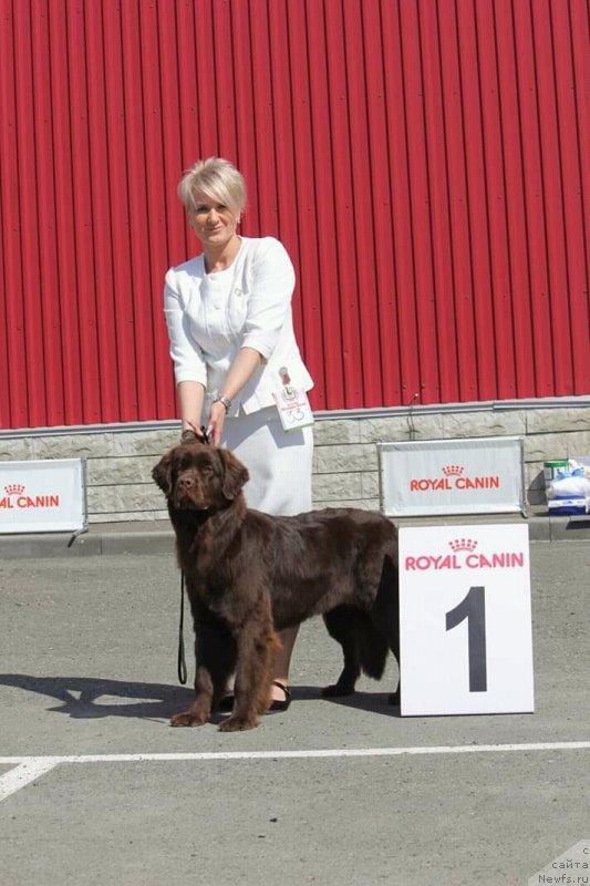 Фото: ньюфаундленд Ньюфорт Персея (Njufort Perseya)