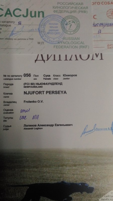 Фото: ньюфаундленд Ньюфорт Персея (Njufort Perseya)