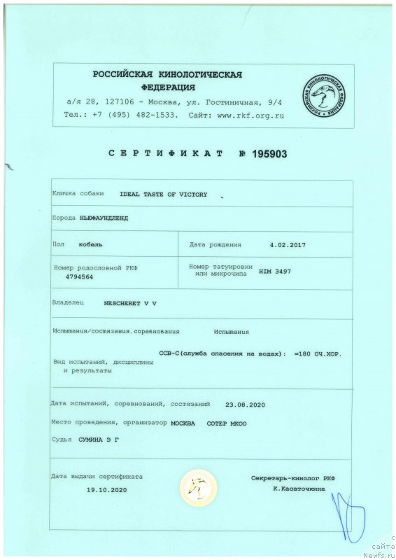 Фото: ньюфаундленд Идеал Тейст оф Виктори (Ideal Taste of Victory)